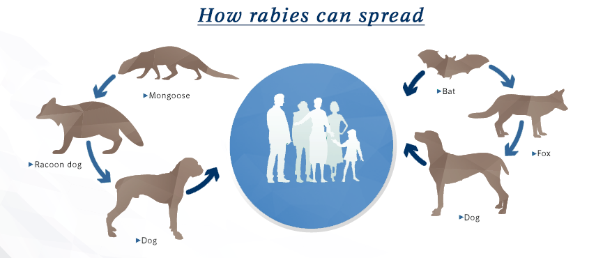 Early signs of store rabies in puppies